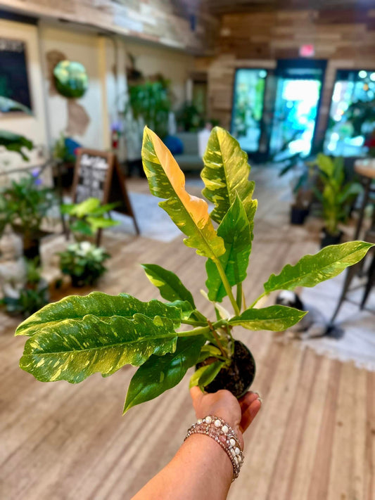 4" Philodendron 'Ring of Fire'