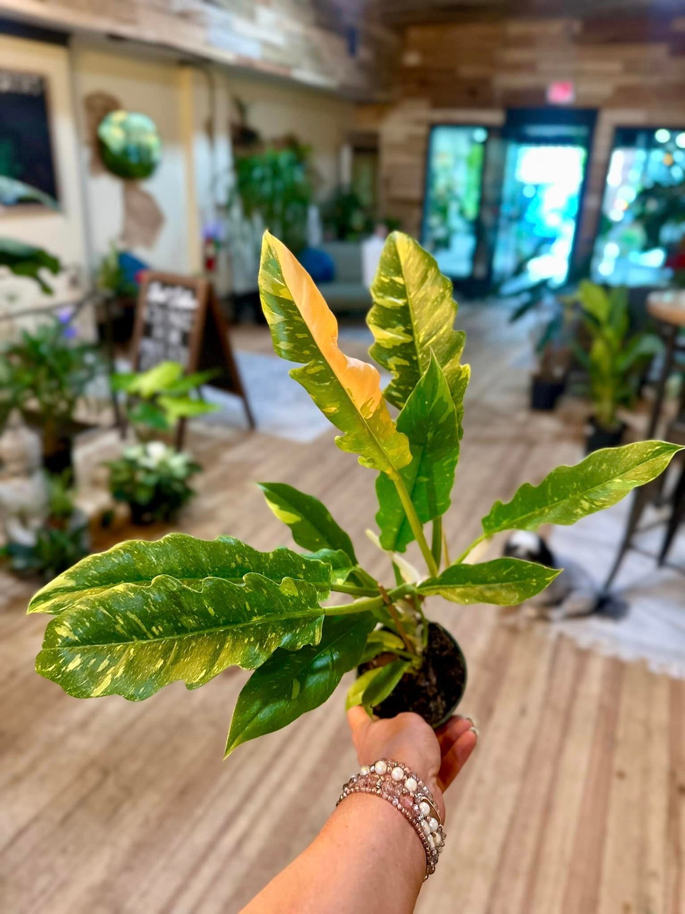 Philodendron Ring of Fire 4"