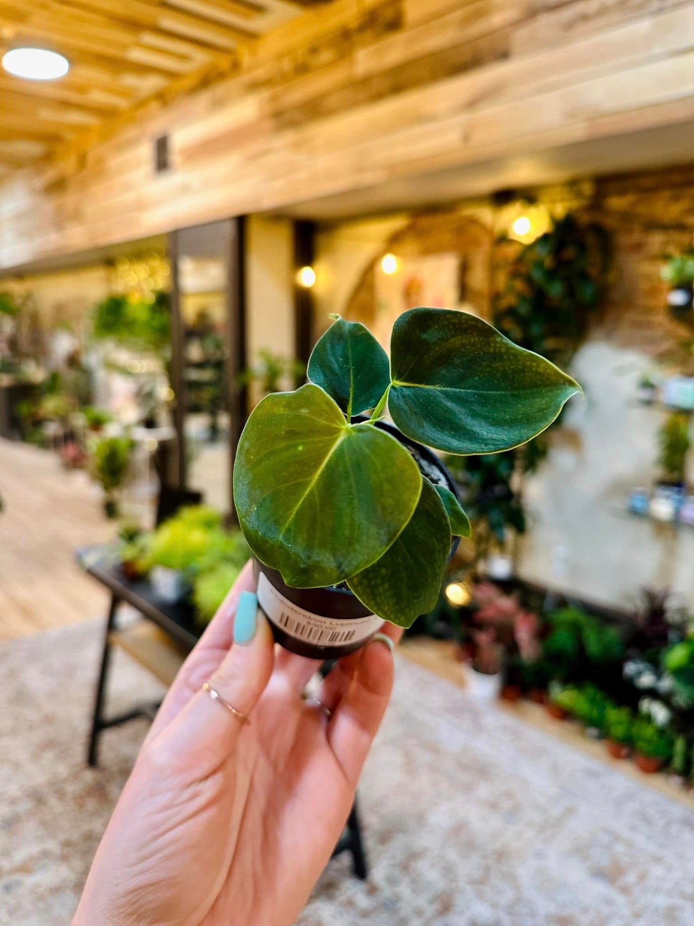 Philodendron Lupinum 4"