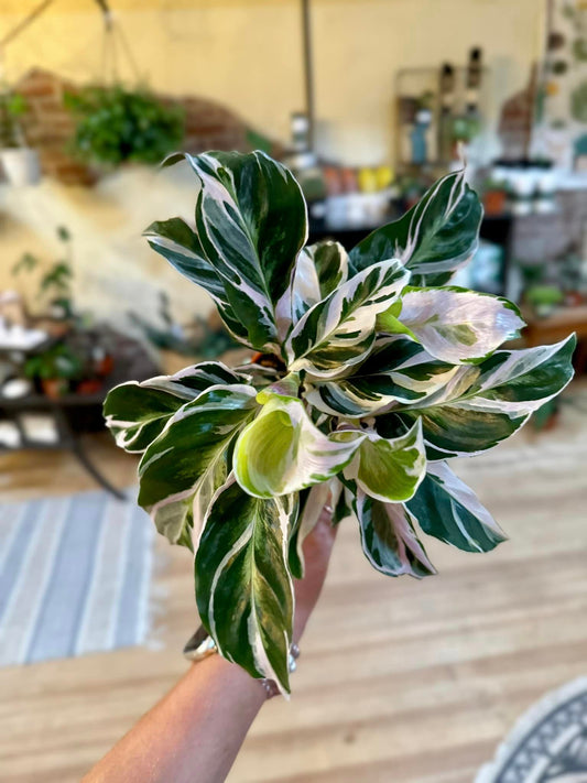 4" Calathea 'White Fusion'