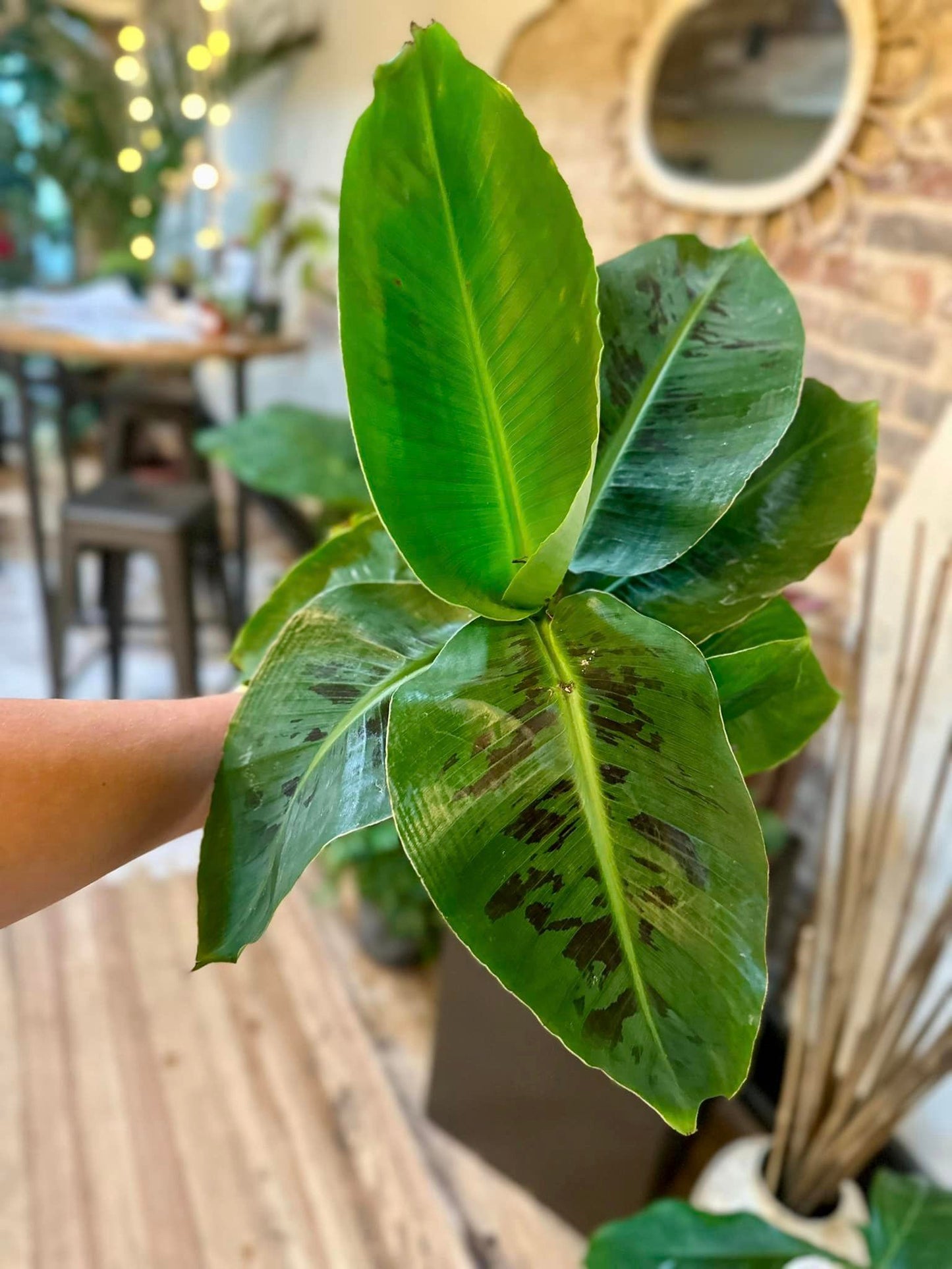 6" Banana Tree
