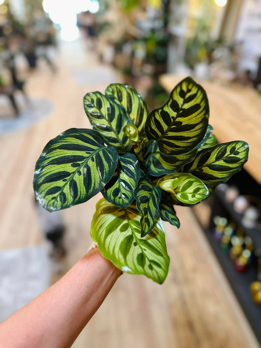 6" Calathea Makoyana