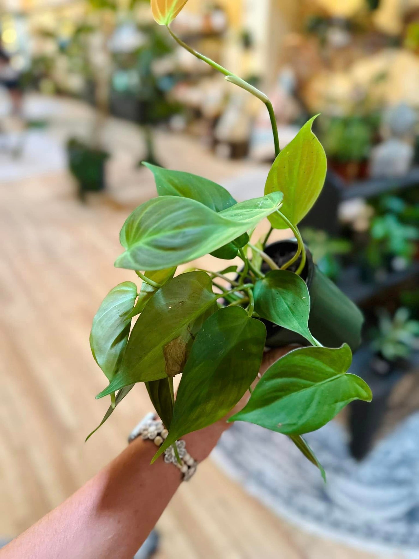 4" Philodendron Camposportoanum