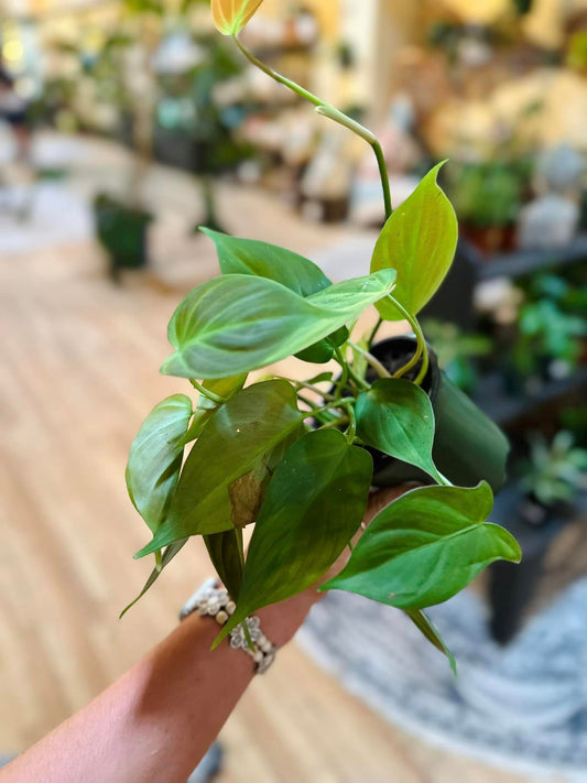 4" Philodendron Camposportoanum