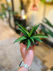 4" Asian Liliput Snake Plant