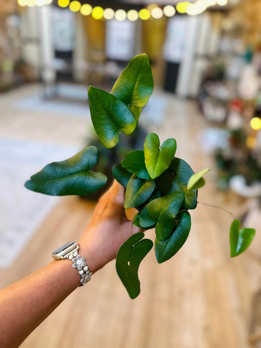 4" Heart Leaf Fern