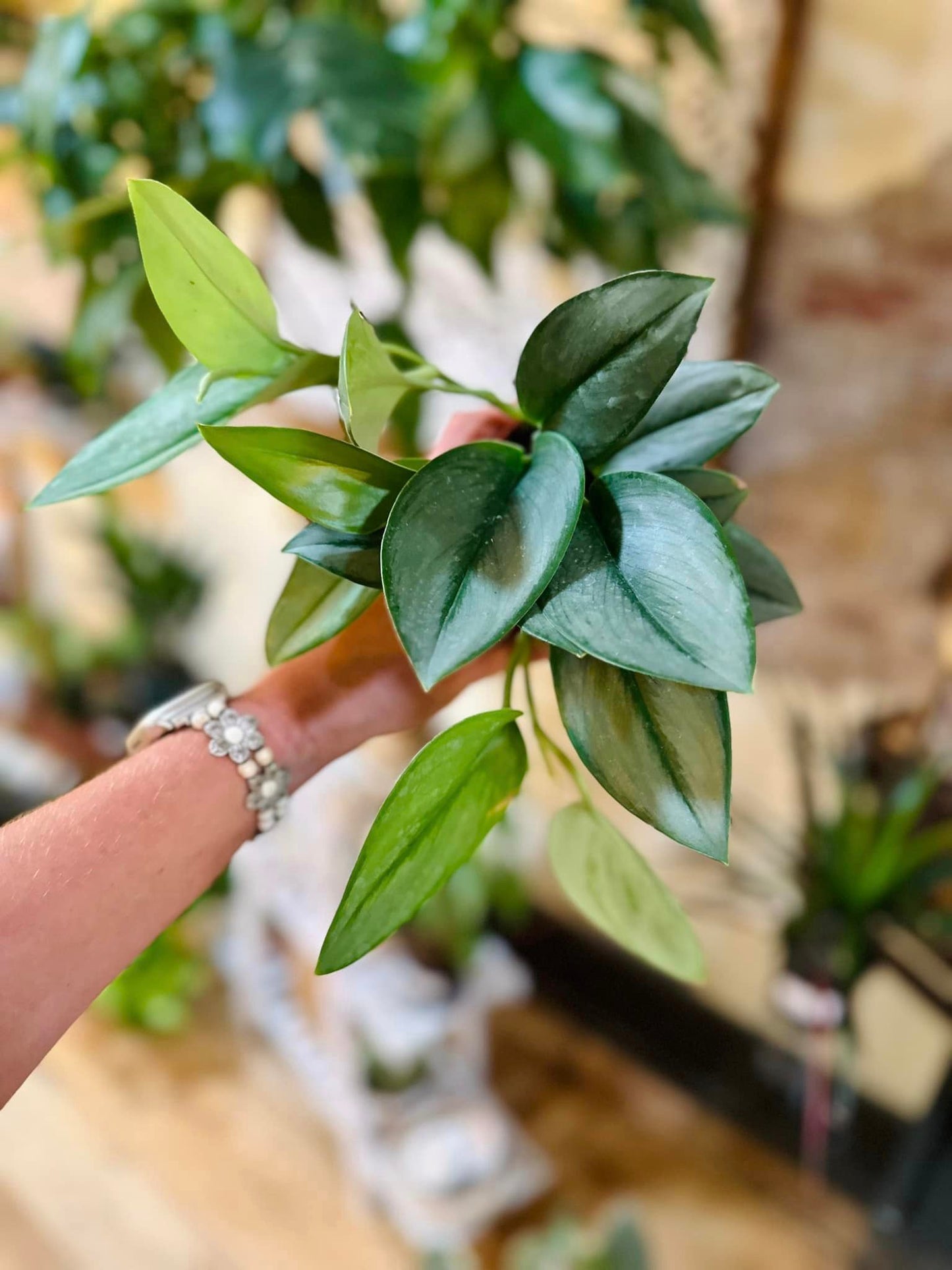 4" Scindapsus Treubli 'Moonlight'