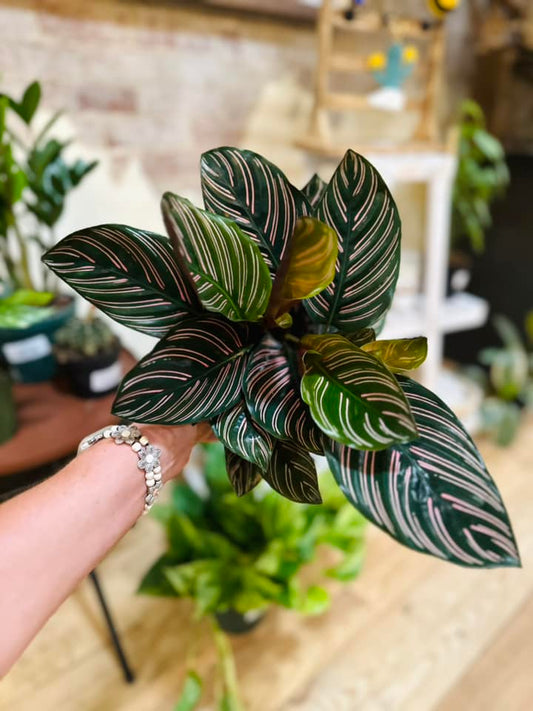6" Calathea Ornata