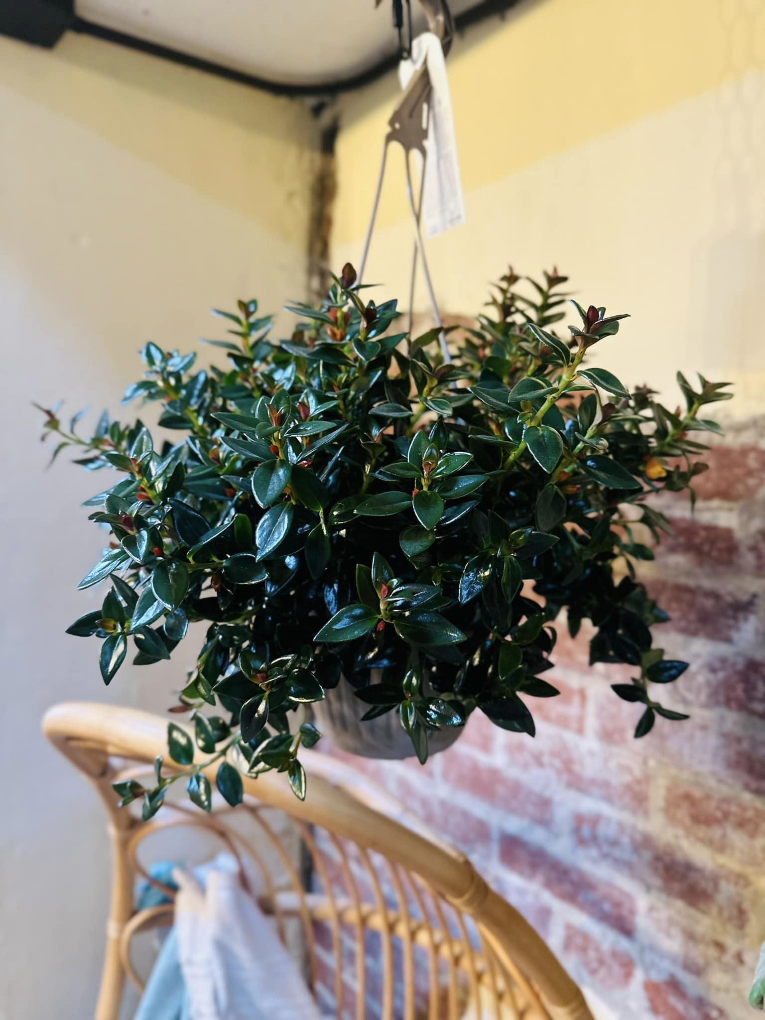 goldfish plant hanging basket 8" Black Goldfish Basket