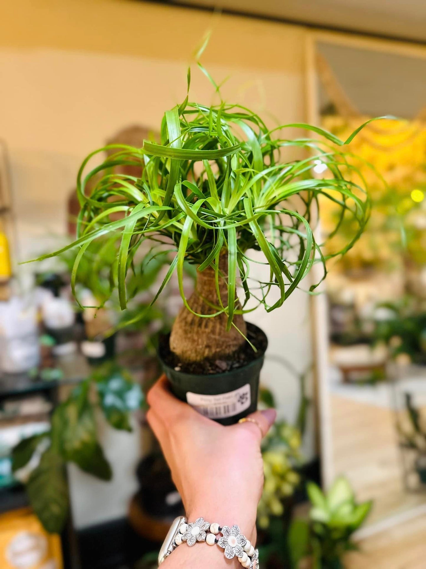 4" Ponytail Palm