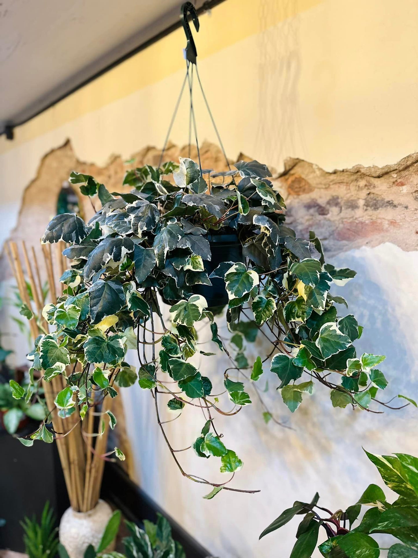 10" Variegated English Ivy Basket