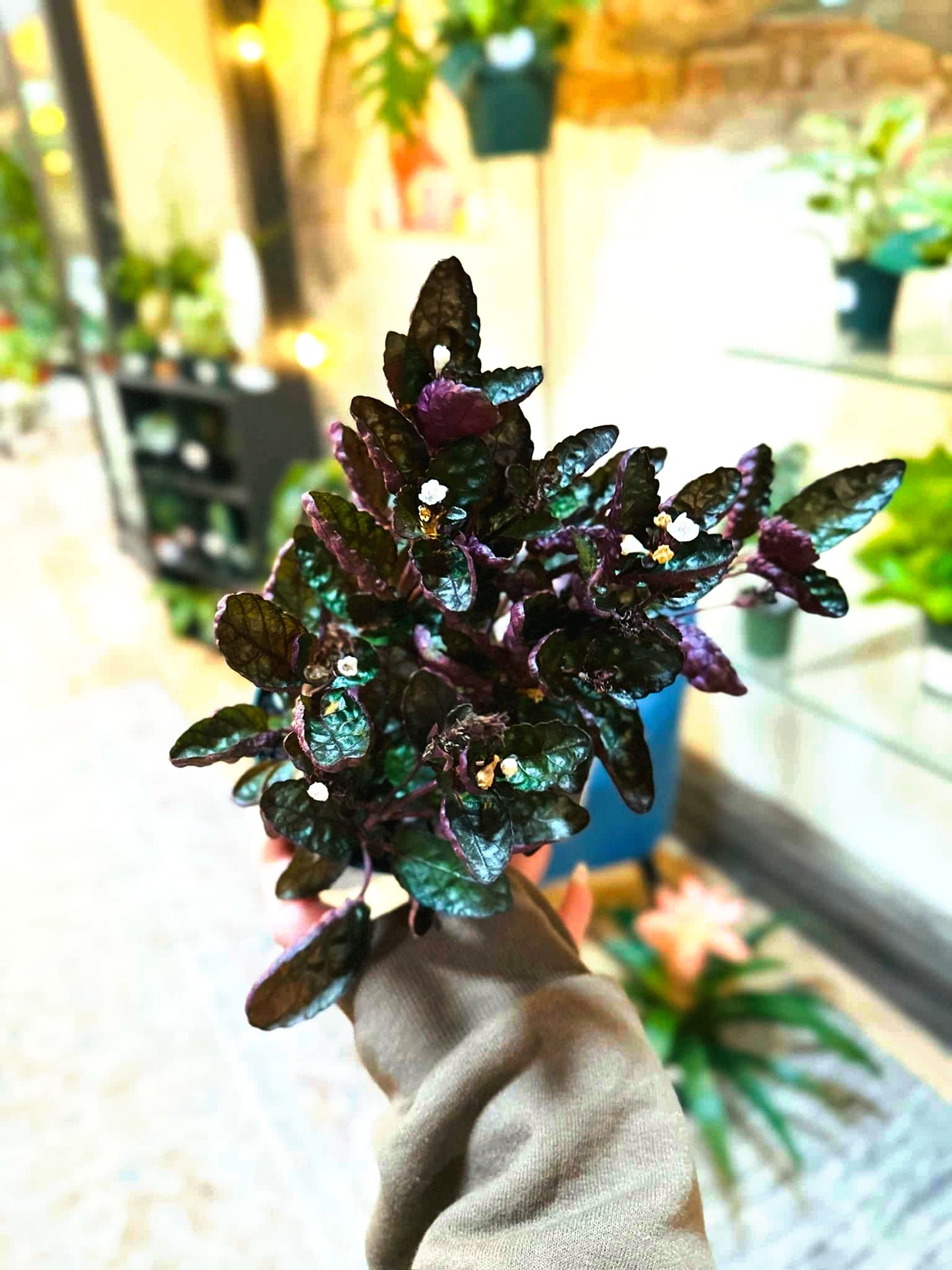 4" Purple Waffle