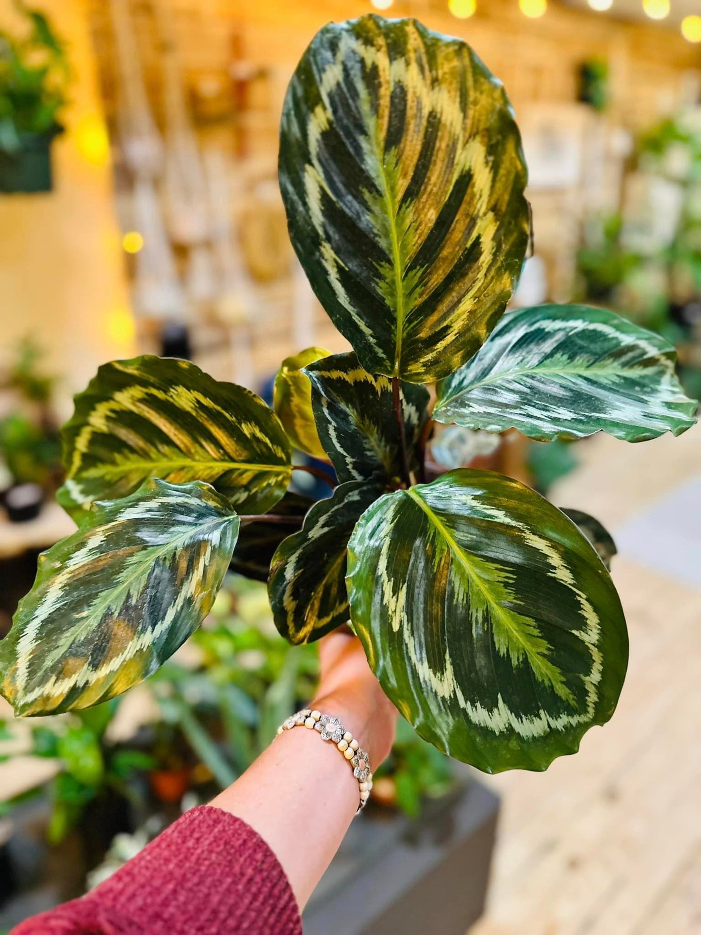 6" Calathea Medallion