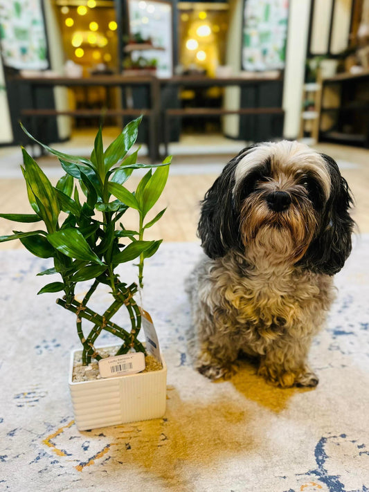 4" Lucky Bamboo