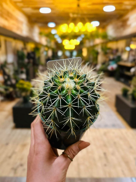 4" Golden Barrel Cactus