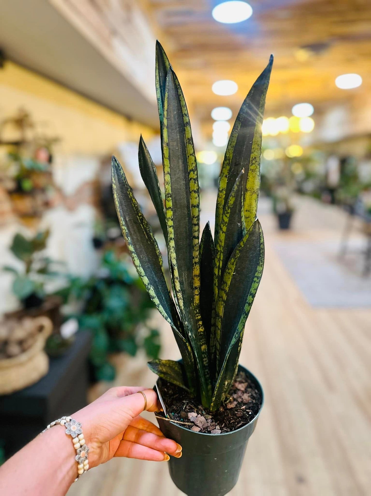 6" Silver Flame Snake Plant