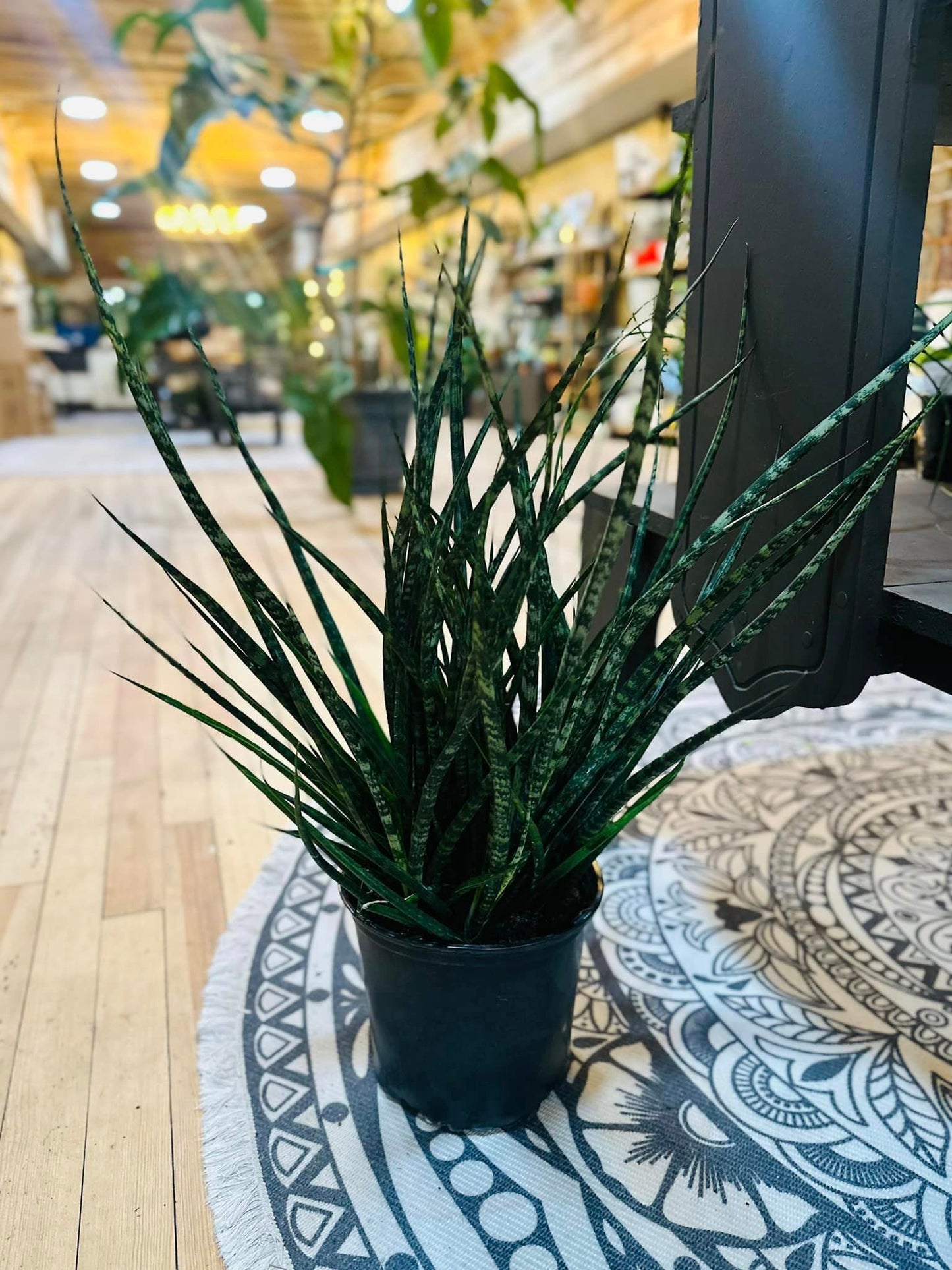 8" Fernwood Mikado Snake Plant