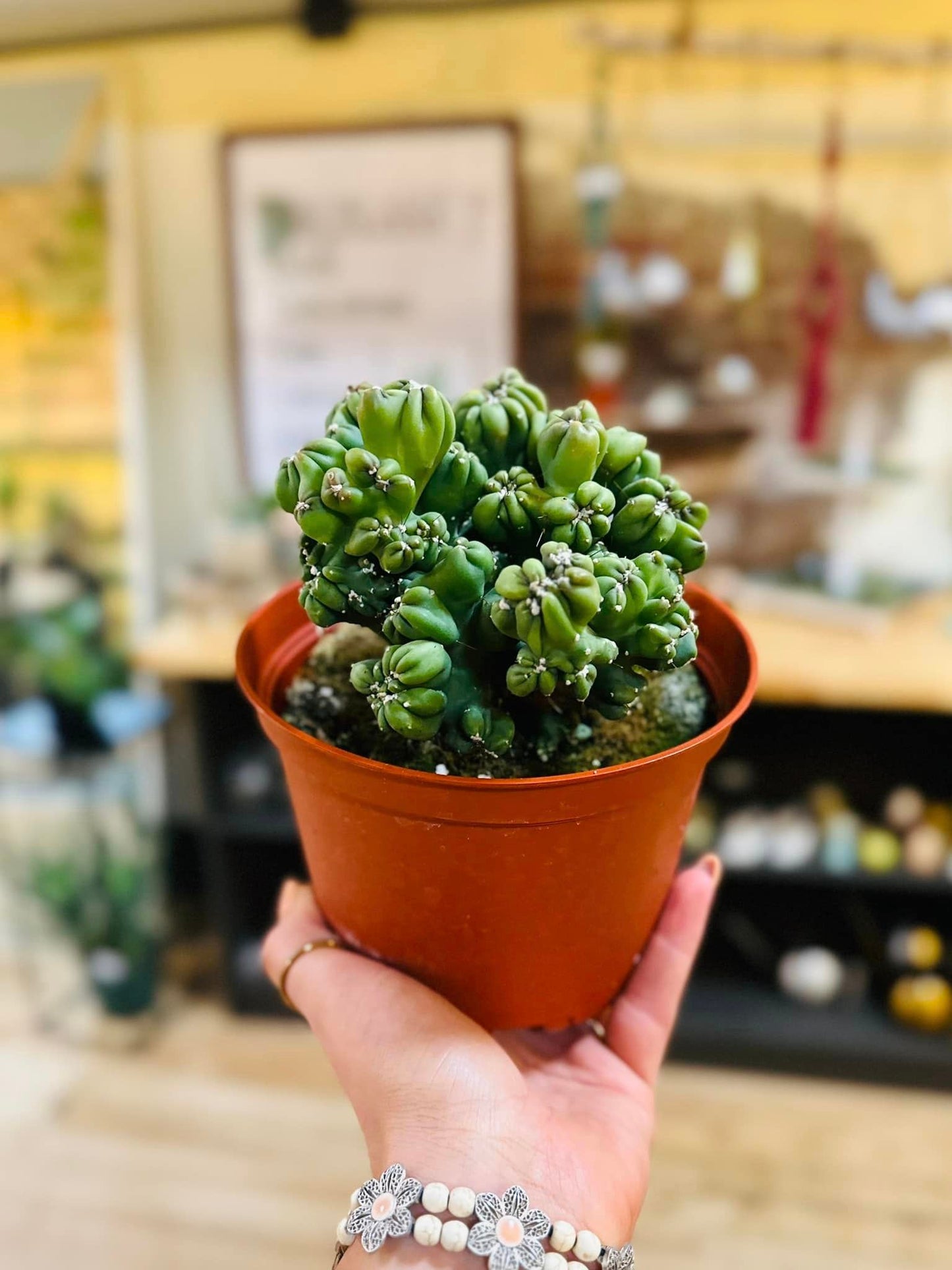 6" Cereus Forbessii Monstrose Cactus
