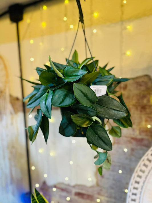 8" Scindapsus Treubli Basket