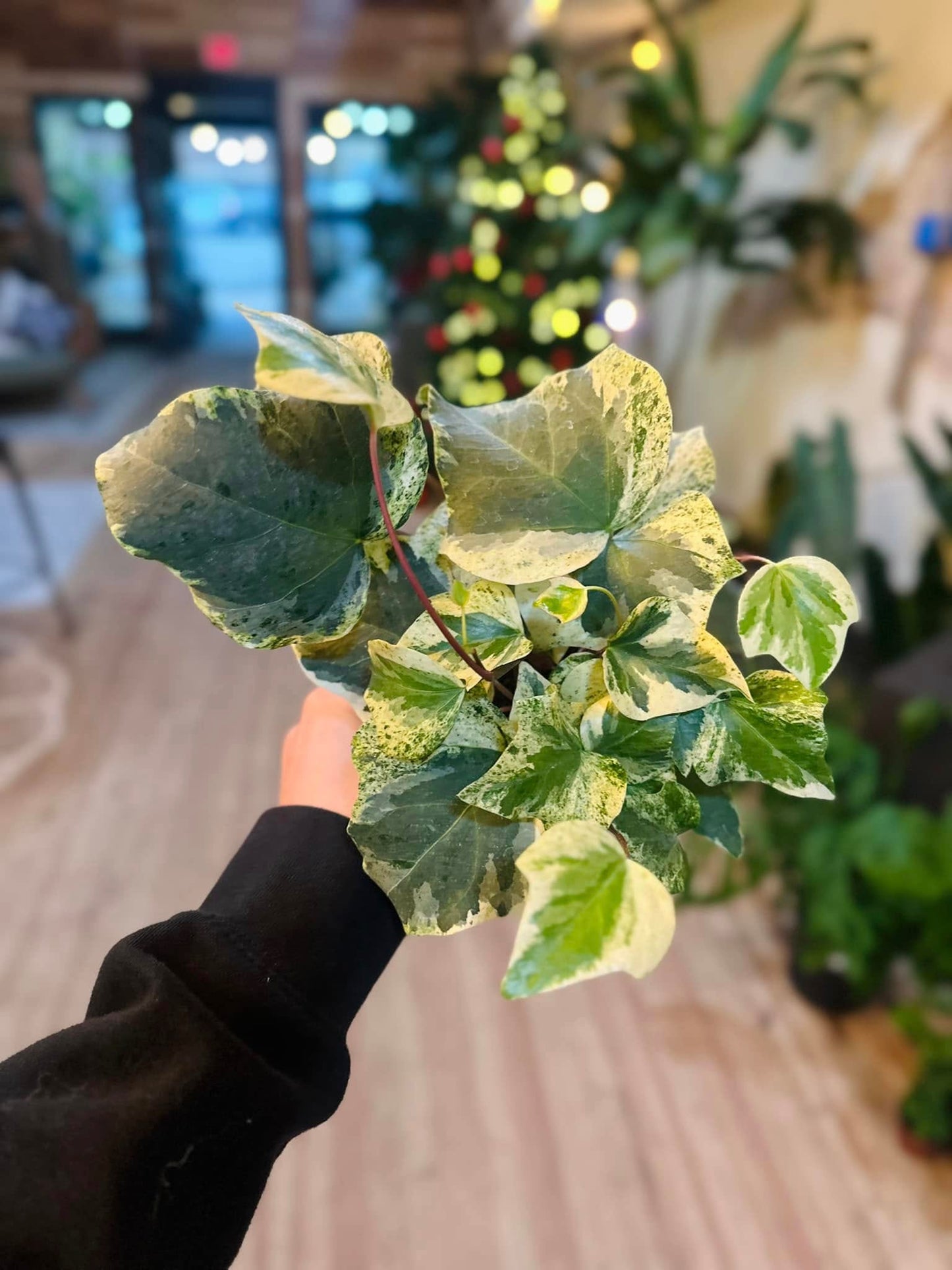 4" Ivy Algerian Marble