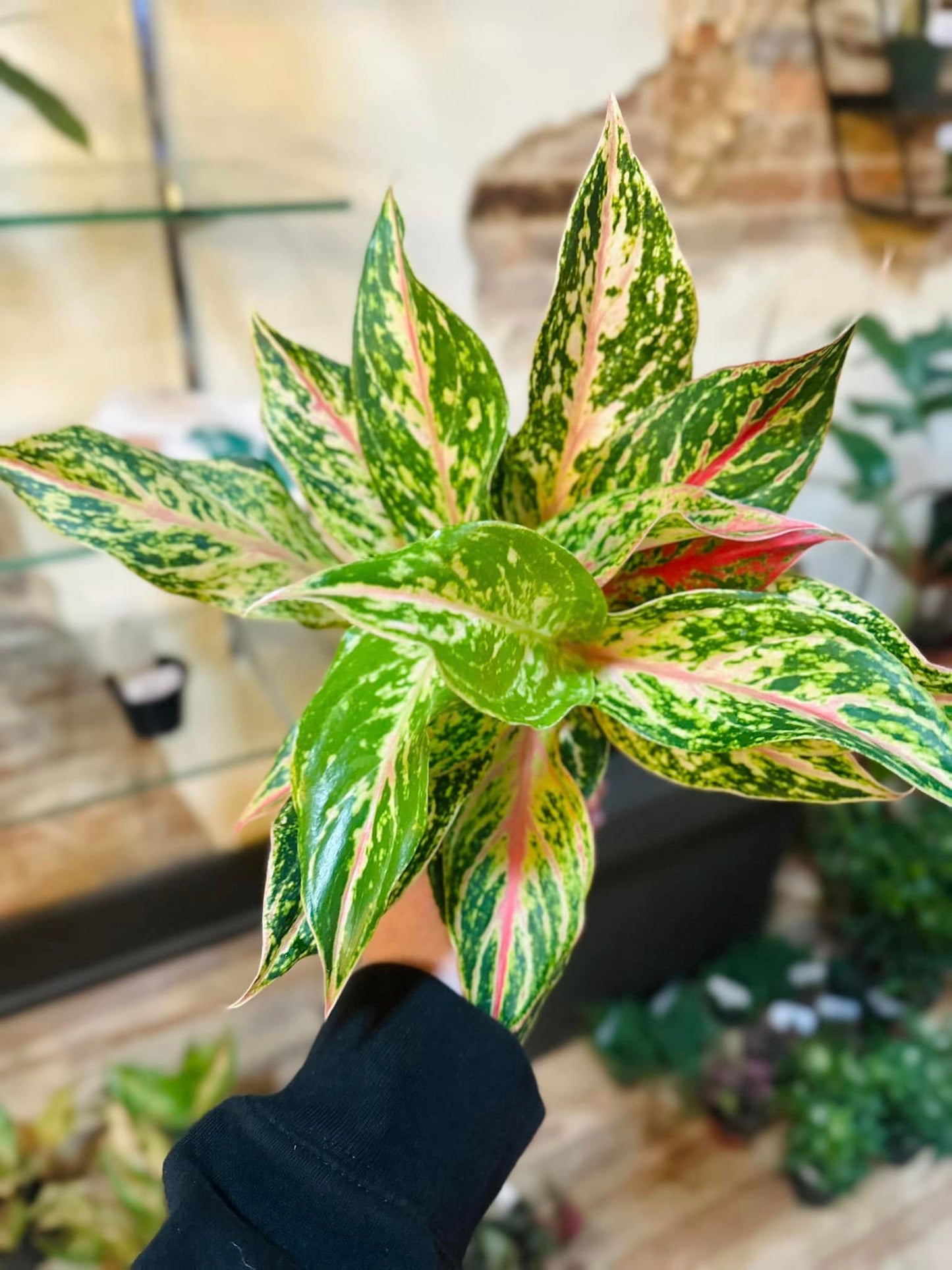 aglaonema gele 5" Aglaonema Dazzling Gem – Grows on Main