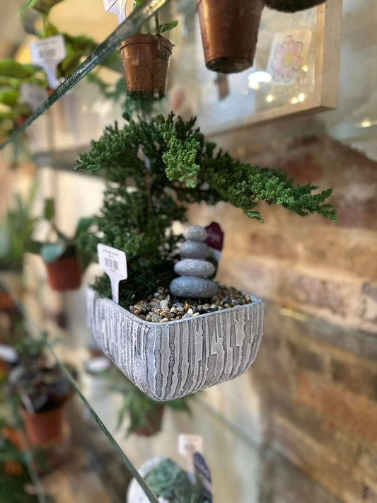 8" Bonsai Juniper