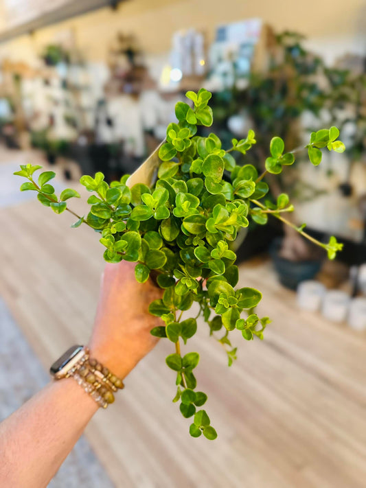 4" Peperomia Jitterbug