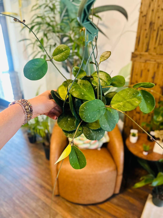 6" Hoya Obovata Basket