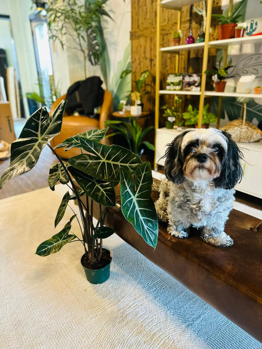 6" Alocasia Ebony