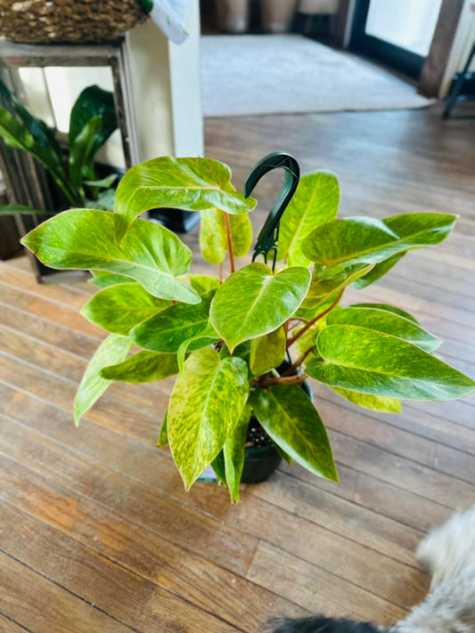 8" Philodendron Painted Lady Basket