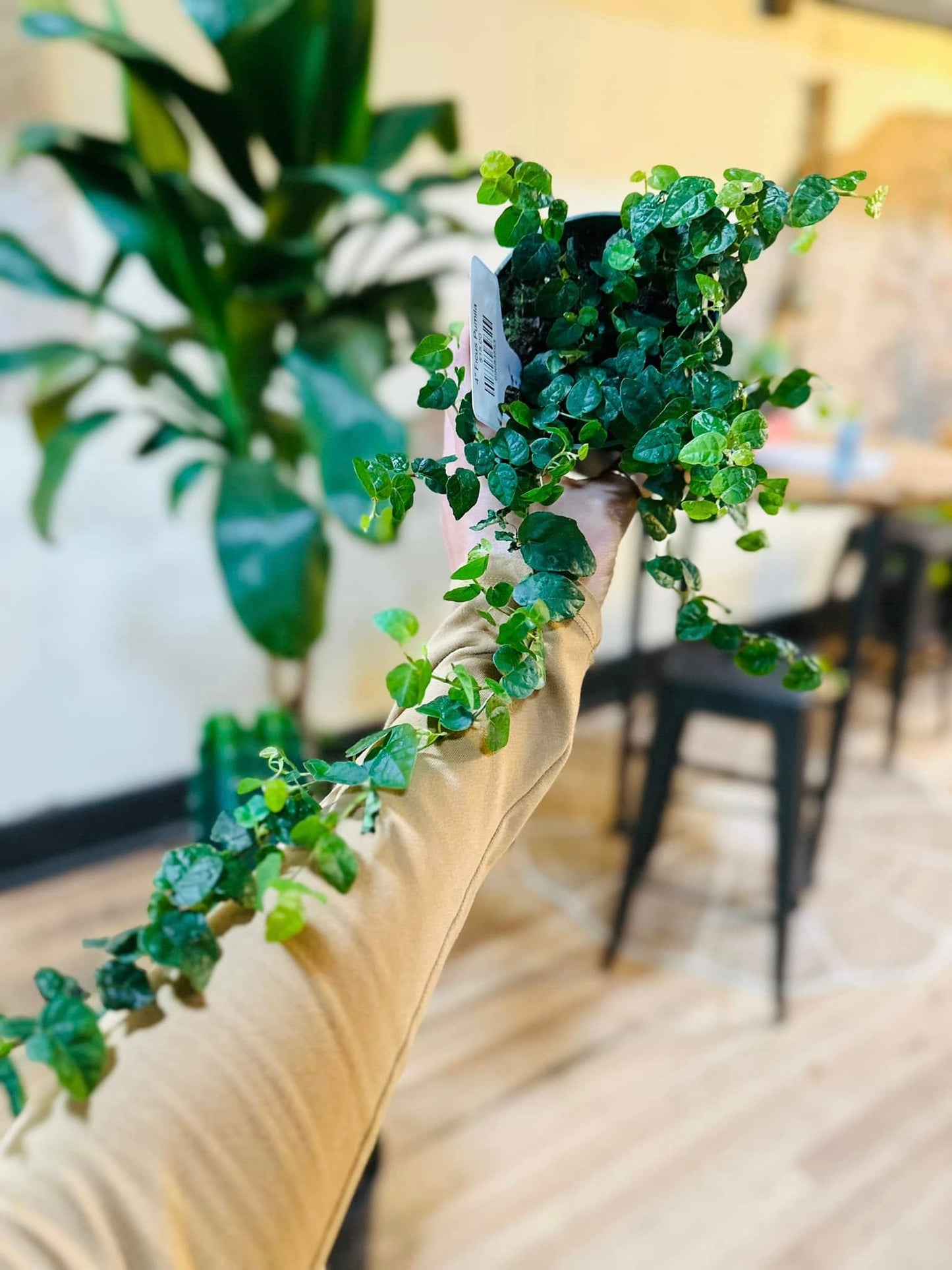 4" Ficus Pumila