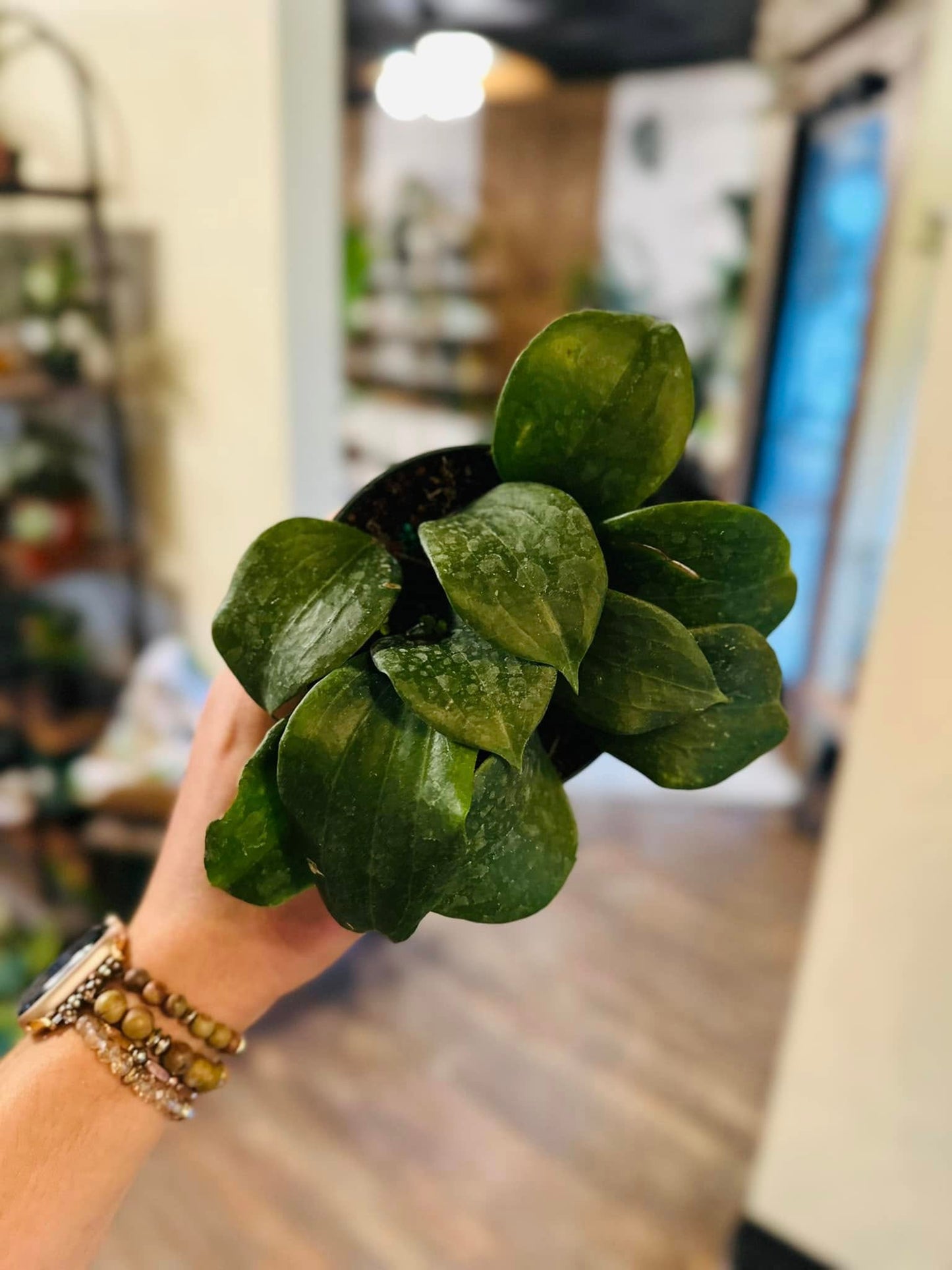 4" Hoya Quinquenervia