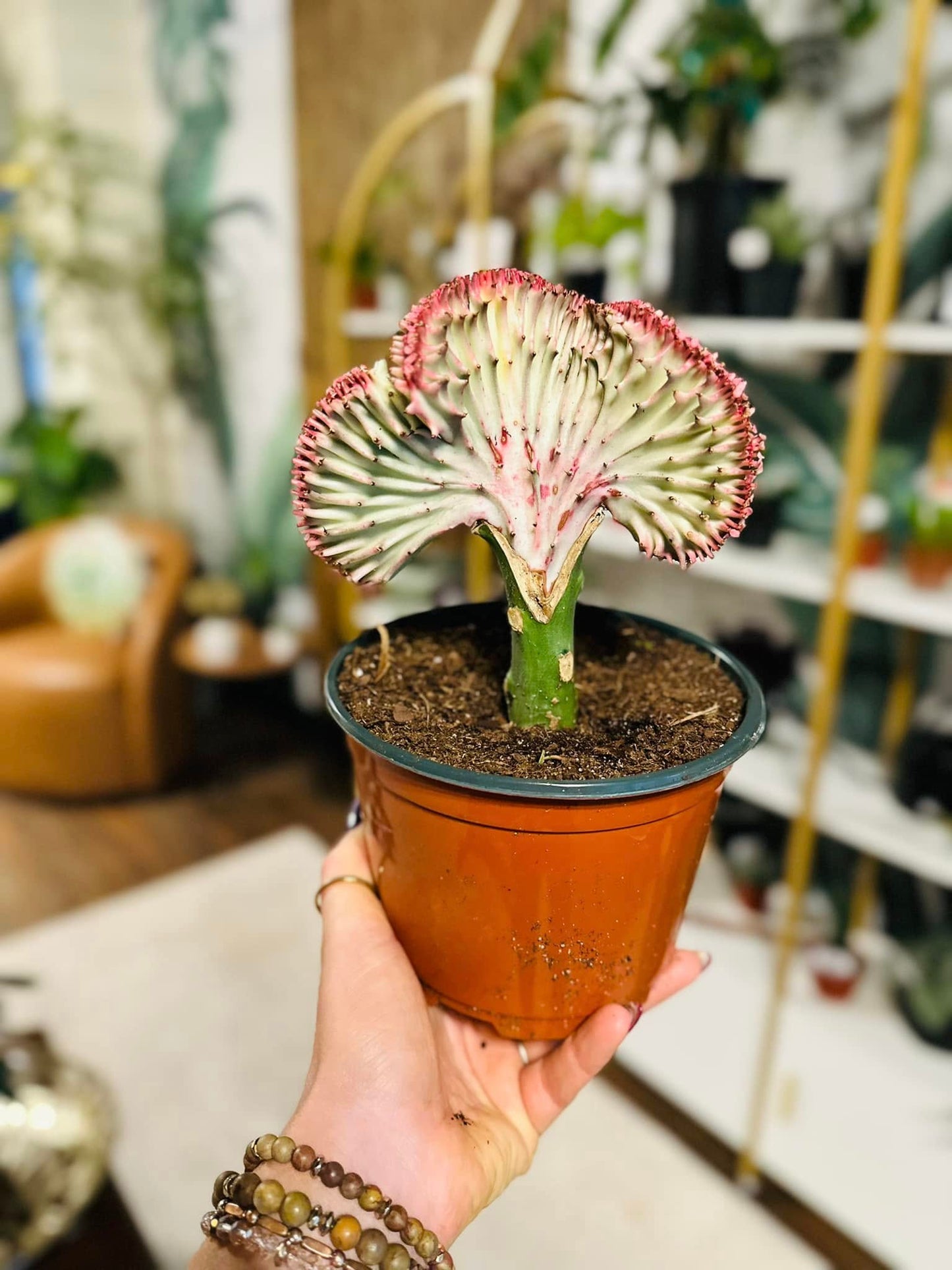 6" Coral Cactus