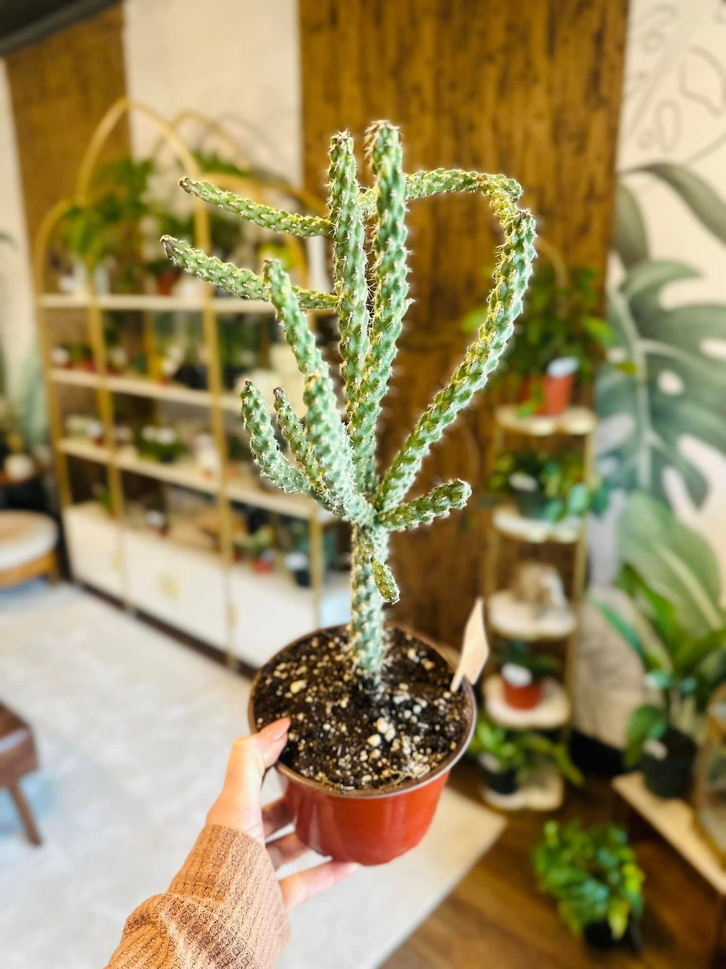 6" Opuntia Whipplei