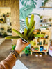 4" Rattail Cactus