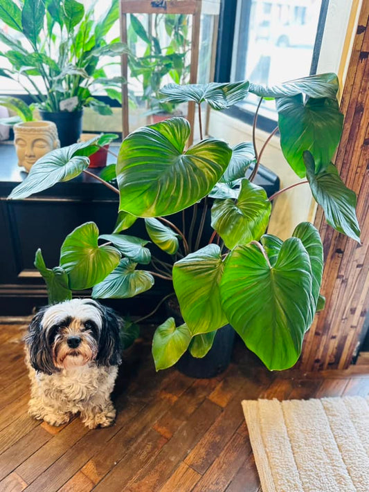 8" Homalomena Red Stem