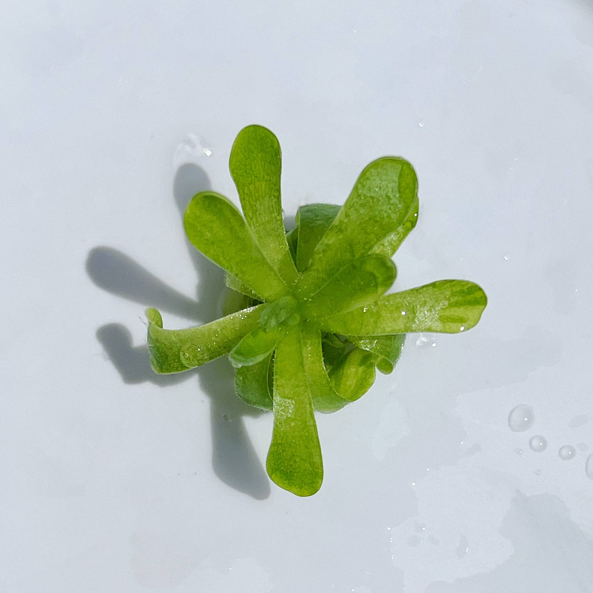 2" Mexican Butterwort