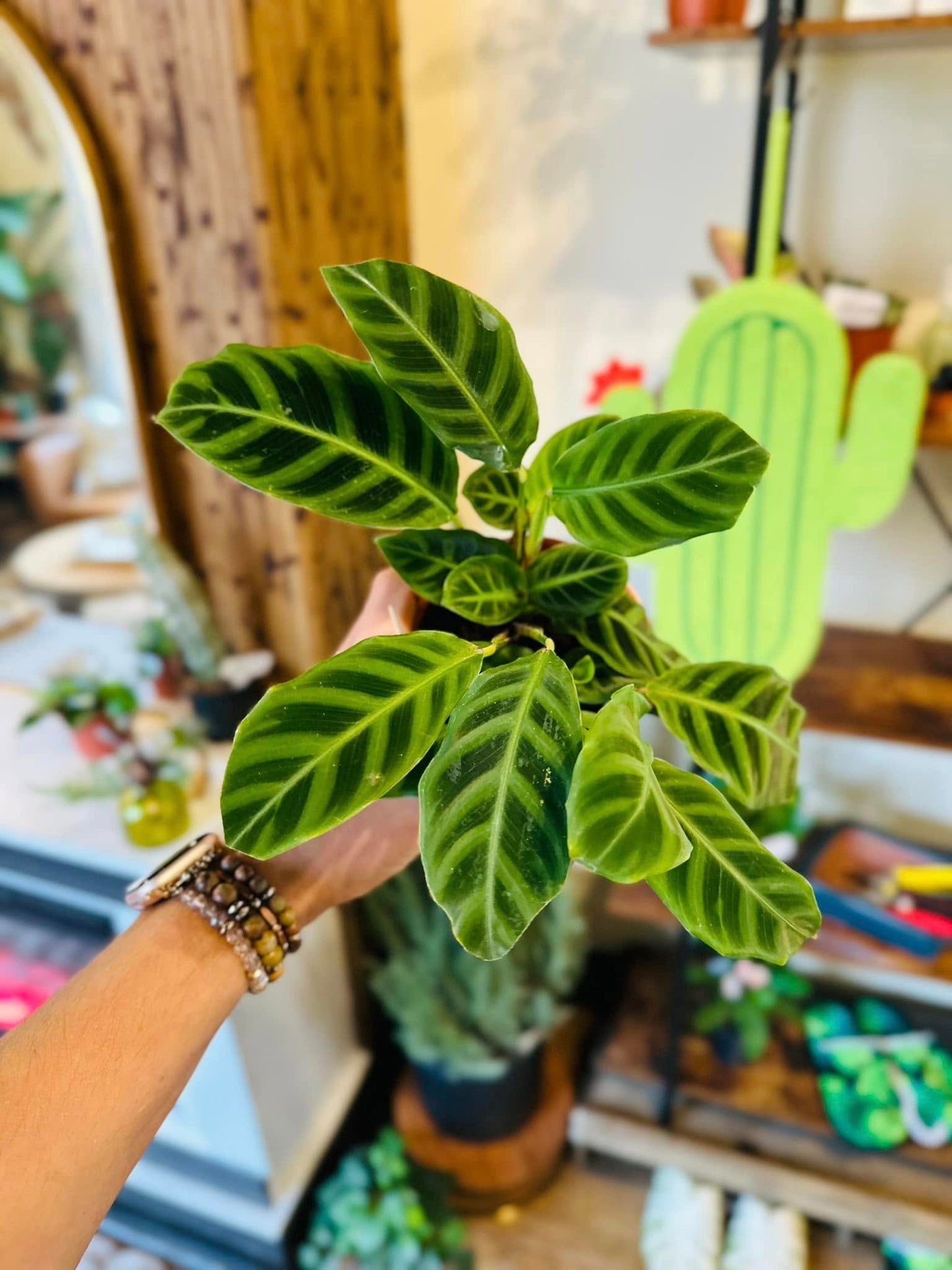 4" Calathea Zebrina