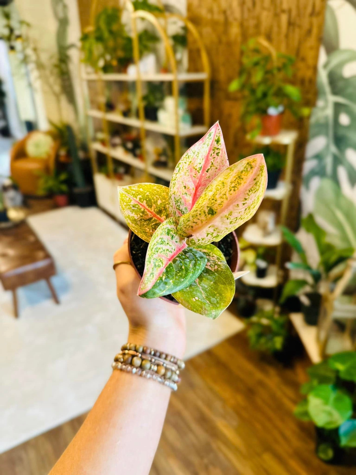 4" Aglaonema Golden Powder