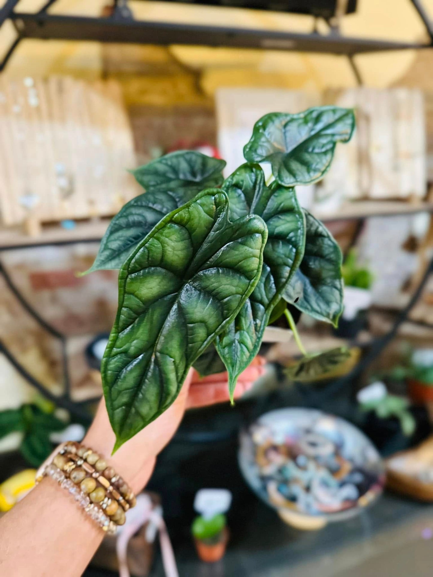 4" Alocasia Dragon Scale