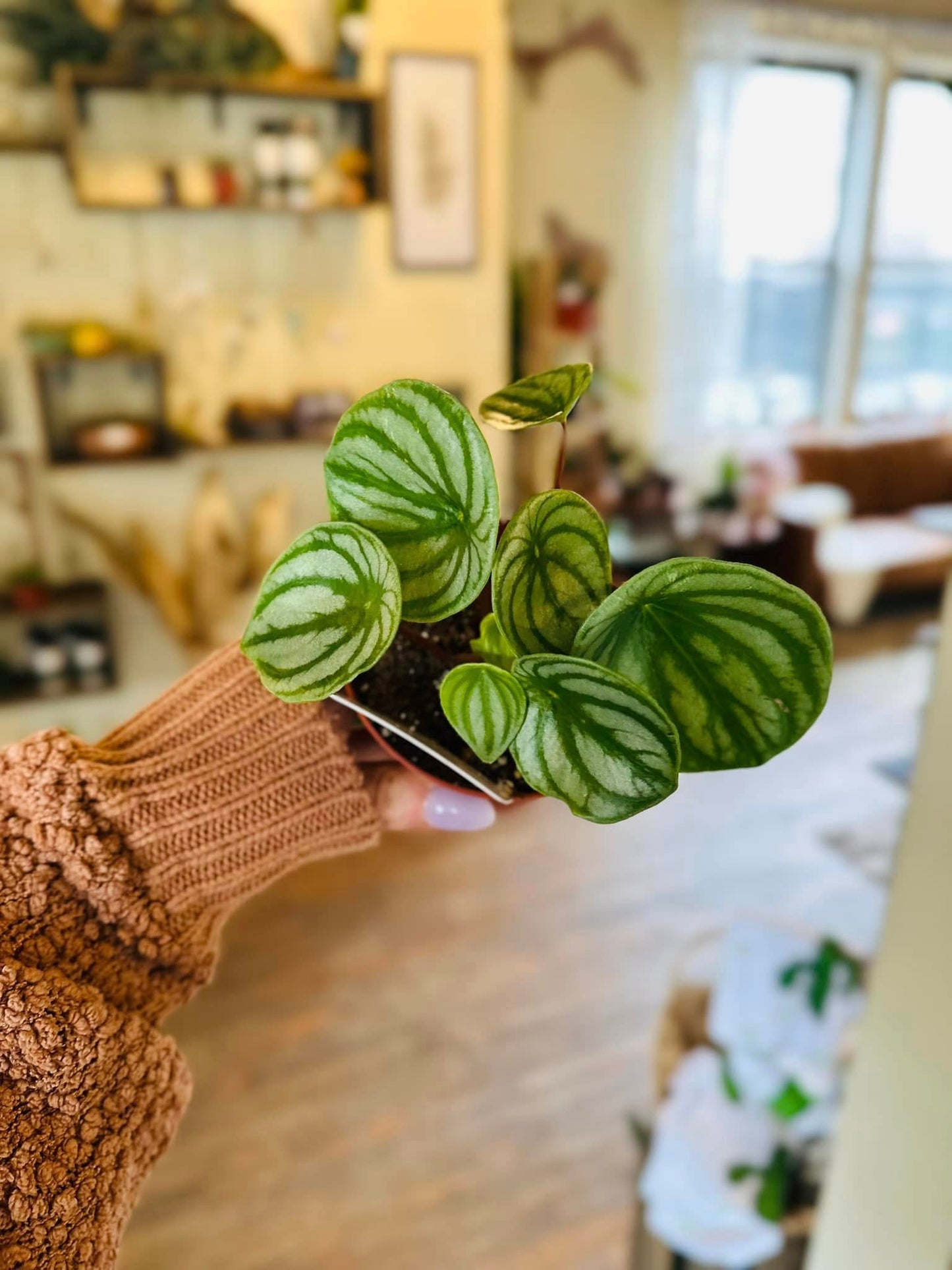 4" Peperomia Watermelon