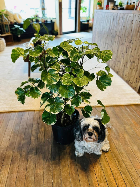 10" Aralia Balfour Variegated