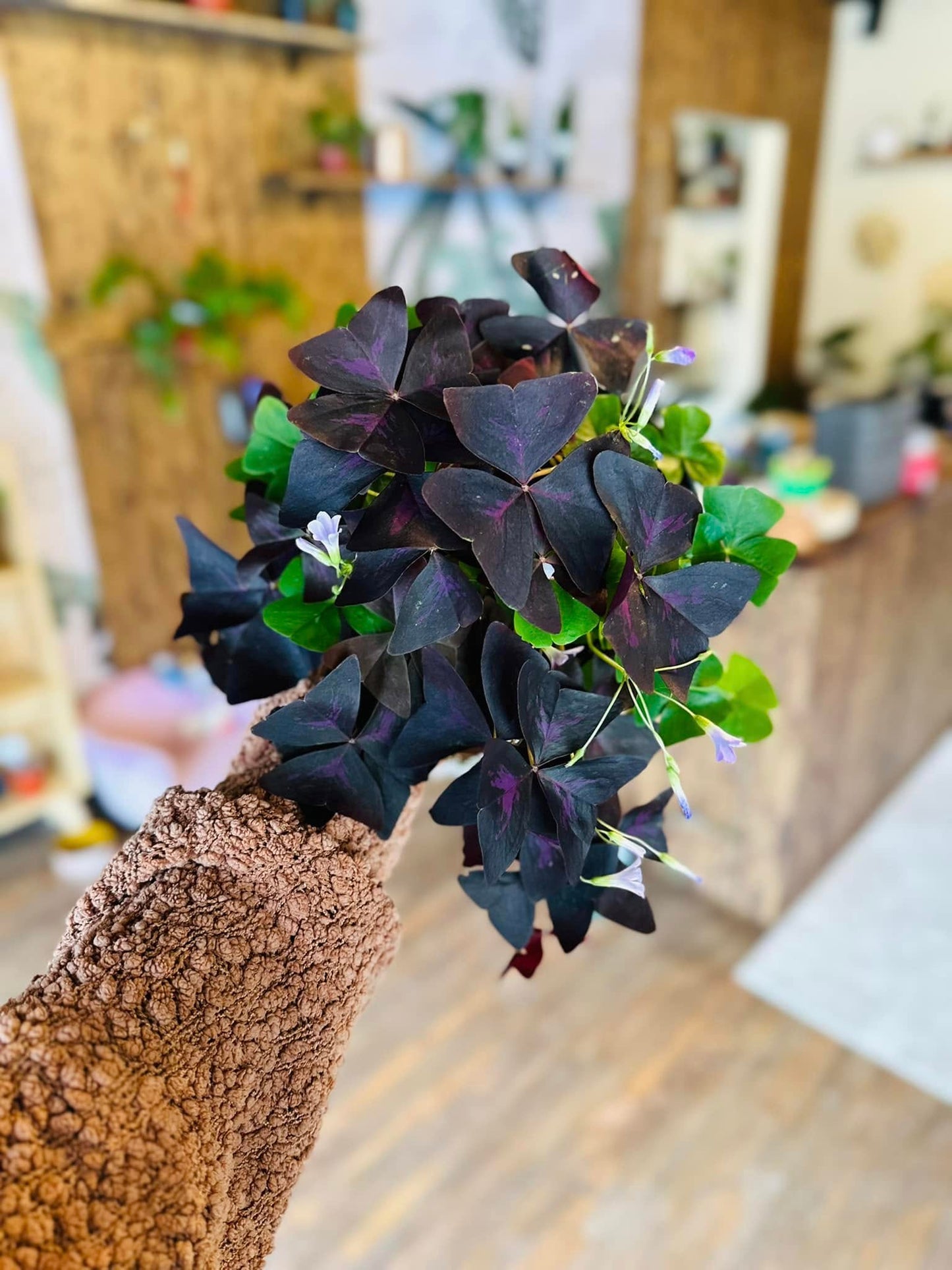 6" Oxalis Mix