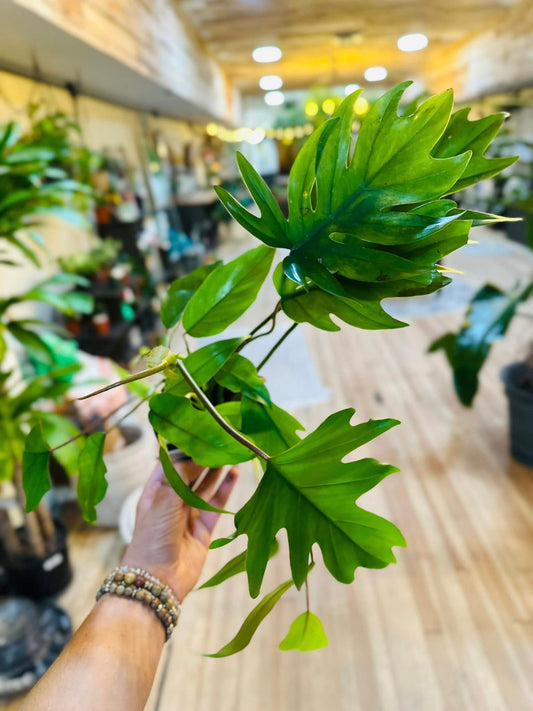 4" Philodendron Mayoi