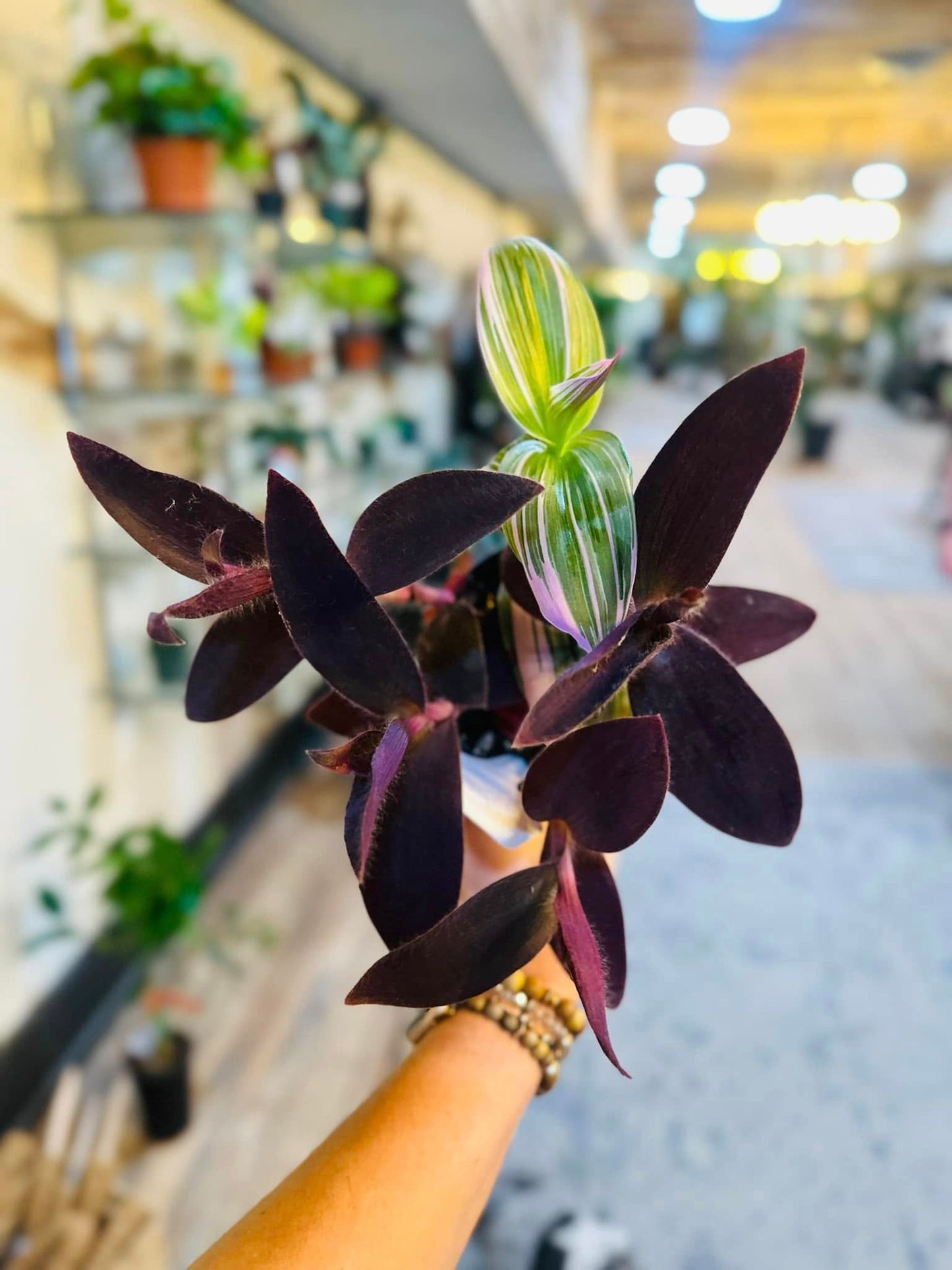 4" Frankenstein Tradescantia