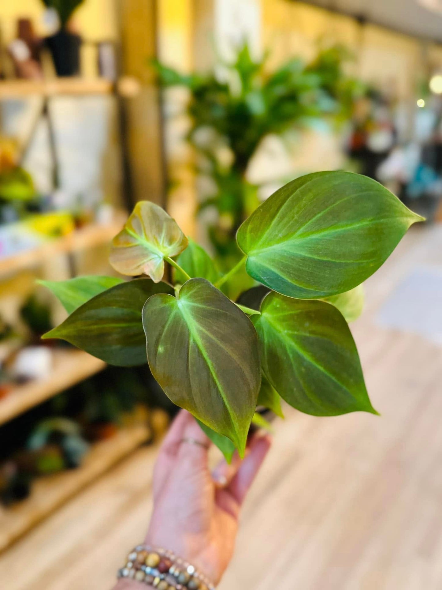 4" Philodendron Camposportoanum