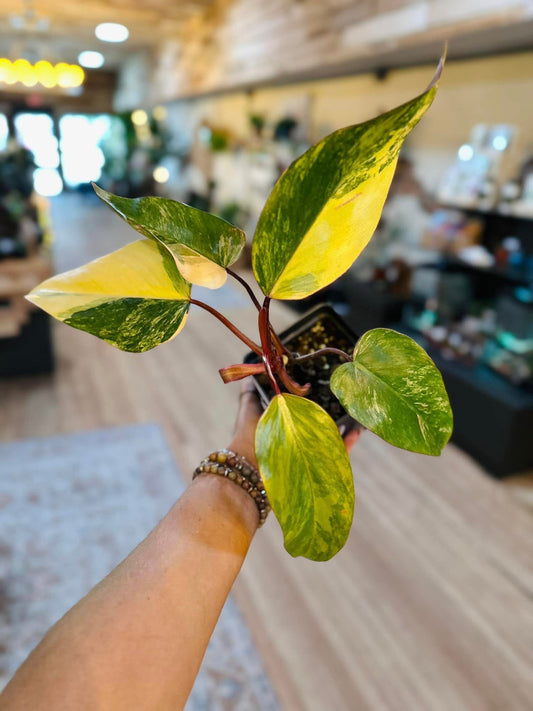 5" Strawberry Shake Philodendron