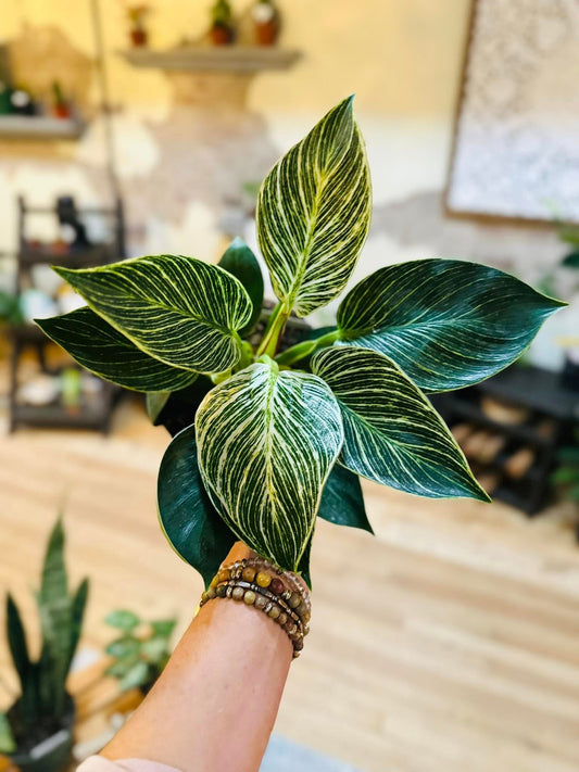 6" Philodendron Birkin