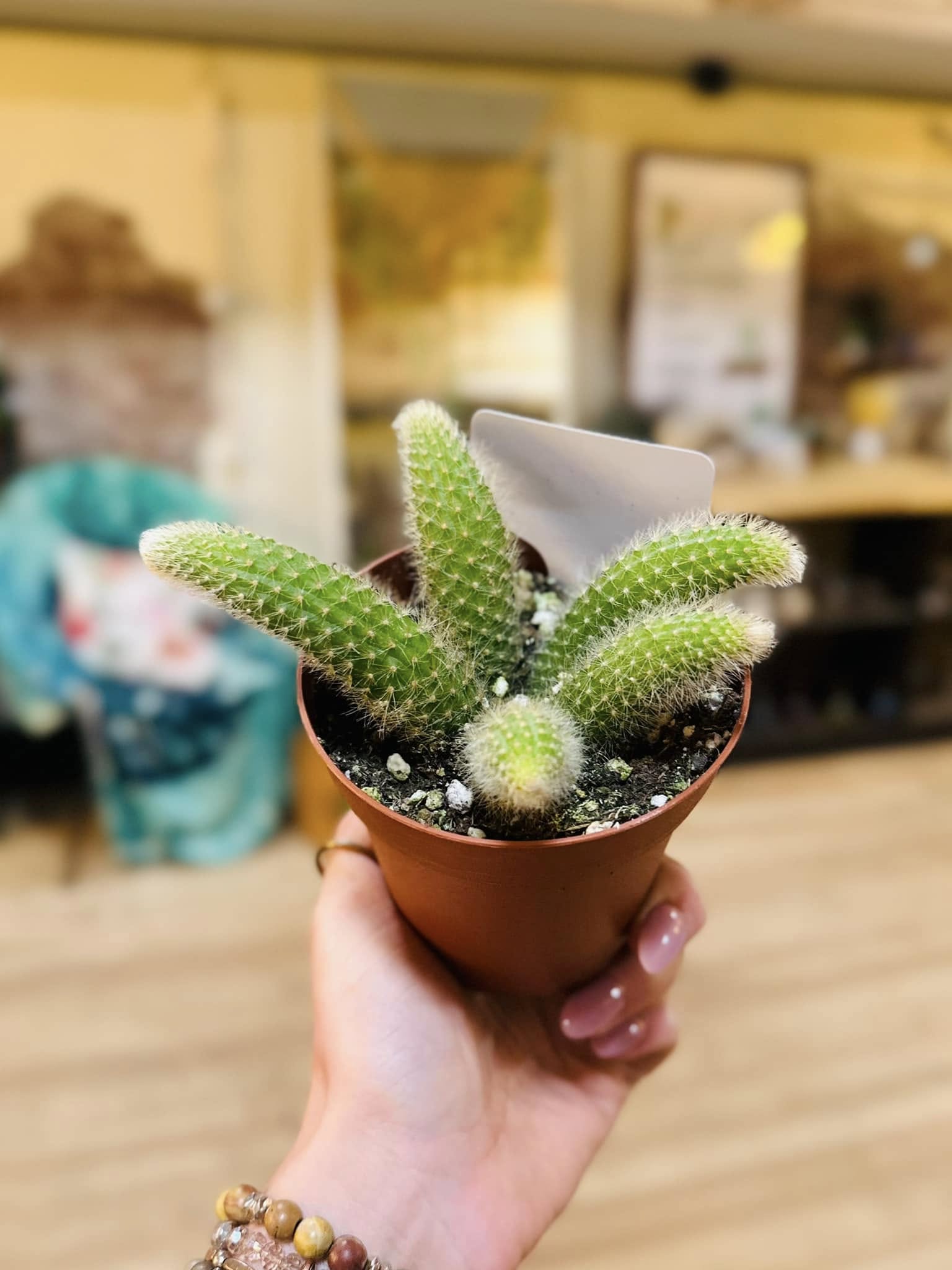 monkey tail succulent 4" Monkey Tail Cactus – Grows on Main