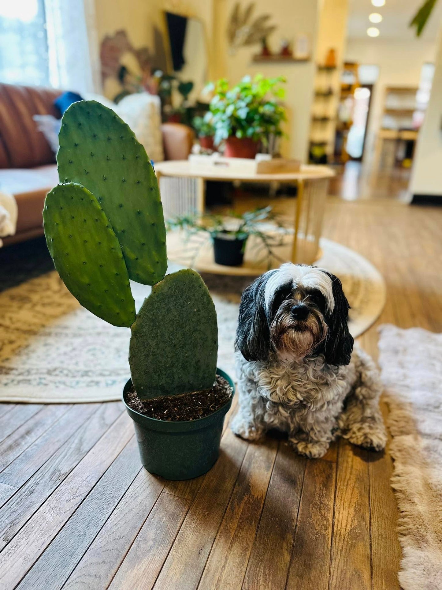 8" Opuntia Ficus Indica Cactus